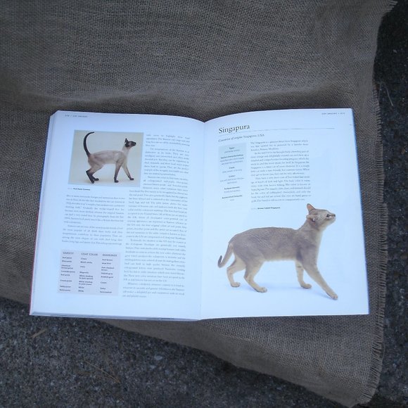 The Kingdom of the Cat by Roni Jay - Picture 13 of 16